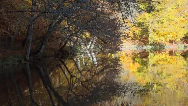 湖面上的秋色倒映在奇异宁静的森林里 自然界五彩斑斓的五彩斑斓的色彩 秋叶颜色是影响许多落叶4K正常绿叶的现象 — 图库视频影像