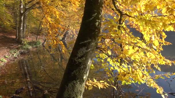 Färgglada Blandade Färger Naturen Höstens Bladfärg Ett Fenomen Som Påverkar — Stockvideo