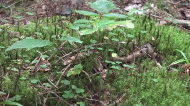 Doğal habitatta karışık yosun bitkileri. Yosunlar ya da taksonomik tümen Bryophyta, genellikle nemli ya da gölgeli yerlerde yoğun yeşil kümeler ya da minderler oluşturan küçük, vasküler olmayan bitkilerdir. Bireysel bitkiler genellikle