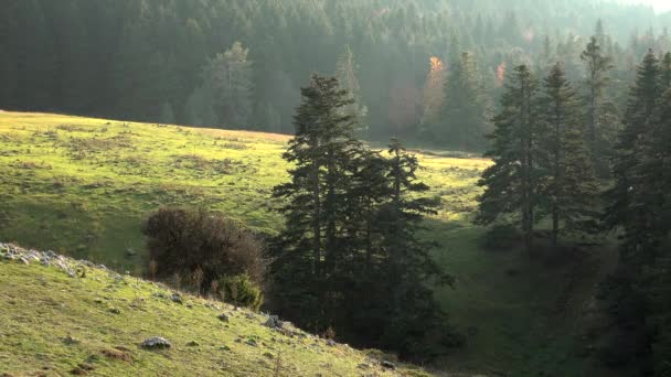 Petite Prairie Dans Forêt Matin Herbes Fraîches Vert Vif Espace — Video