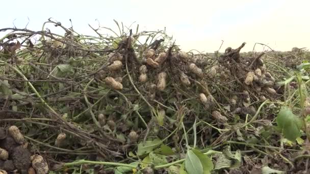 Peanut Roots Harvested Groundnut Field Removed Soil Tubers Enlarged Structures — Stock Video