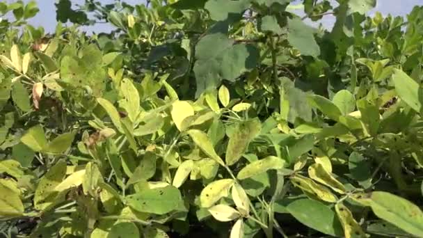 Hojas Verdes Amarillas Planta Maní Fresco Campo Plantado Cacahuete Cacahuete — Vídeo de stock