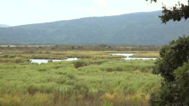 Mangrove Ormanı 'ndaki küçük göl ve bataklık. Su bitkilerinin bitkileri eşsiz hidrik toprağa uyum sağlamıştır. Ana sulak alanlar bataklık, bataklık ve fen; alt türleri mangrov ormanı, carr, 4K