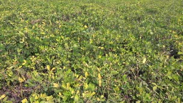 Hojas Verdes Amarillas Planta Maní Fresco Campo Plantado Cacahuete Cacahuete — Vídeo de stock