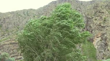 Şiddetli rüzgar bükme ağacı dalları. Kısa süratli rüzgar patlamalarına 