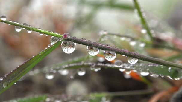 Krople Wody Gromadzące Się Piórach Liści Pod Deszczem Dew Jest — Wideo stockowe
