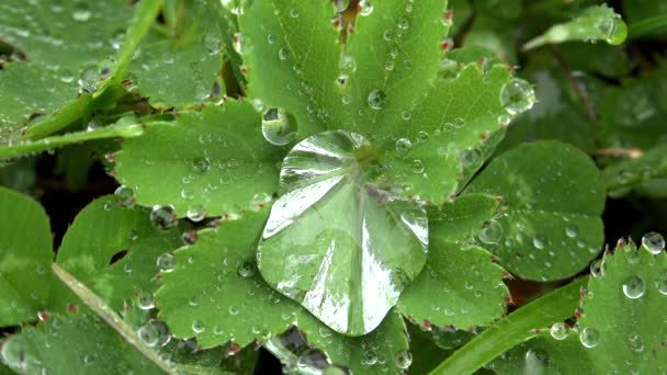 Drops Water Accumulating Feathers Leaf Rain Dew Water Form Droplets — Stock Video