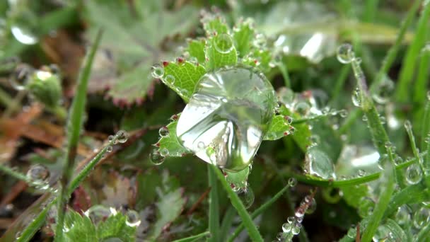 Druppels Water Accumuleren Veren Van Het Blad Onder Regen Dauw — Stockvideo