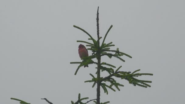 Rosefinch Bird Sitting Coniferous Pine Tree Rainy Weather Rosefinches Zijn — Stockvideo