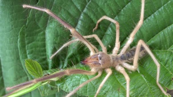 Solifugae Order Animals Class Arachnida Known Variously Camel Spiders Wind — Stock Video