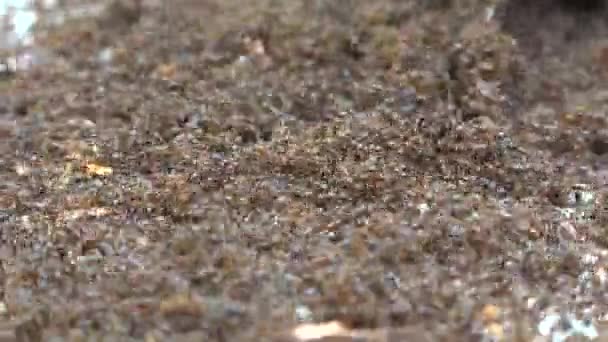 Formigas Enxame Cobrindo Superfície Inteira Congestionado Densa Colônia Formigas Lotadas — Vídeo de Stock