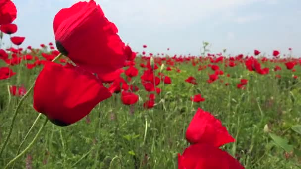 Vallmo Blommande Växt Underfamiljen Papaveroideae Familjen Papaveraceae Vallmo Örtartade Växter — Stockvideo