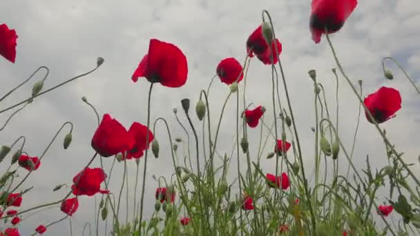 Poppy Flowering Plant Subfamily Papaveroideae Family Papaveraceae Poppies Herbaceous Plants — Stock Video