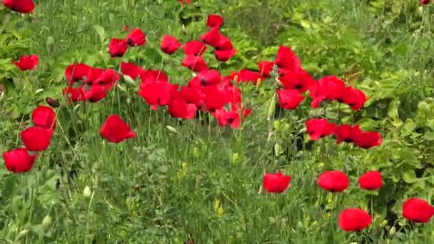 ケシは科Papaveroidesの亜科Papaveroideaeの開花植物です ポピーは草本植物で 色鮮やかな花のためによく栽培されます 花弁は派手 温帯地域では 春から初夏に ケシが咲きます — ストック動画