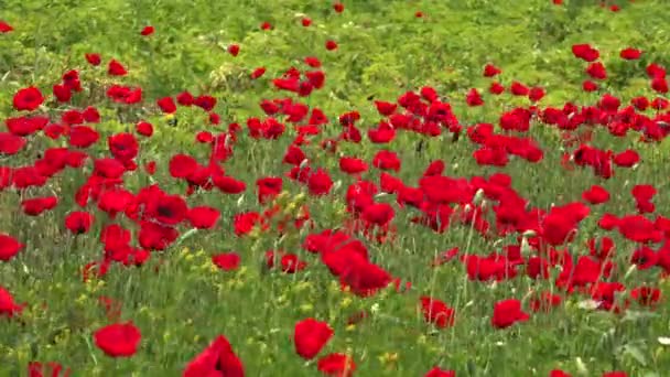 Una Amapola Una Planta Con Flores Subfamilia Papaveroideae Familia Papaveraceae — Vídeo de stock