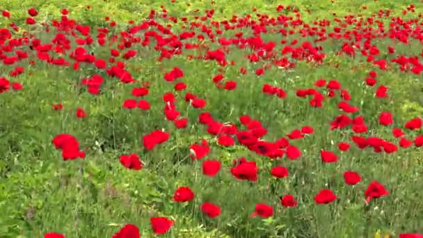 Poppy Flowering Plant Subfamily Papaveroideae Family Papaveraceae Poppies Herbaceous Plants — Stock Video