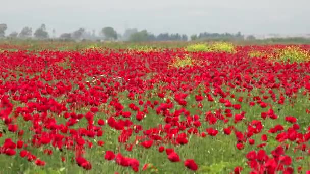 Una Amapola Una Planta Con Flores Subfamilia Papaveroideae Familia Papaveraceae — Vídeo de stock