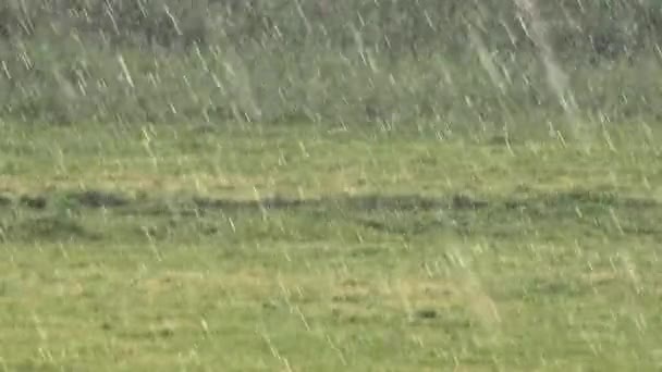 Pluie Abondante Dans Pâturage Vert Nuages Tonnerre Climat Extrême Forte — Video