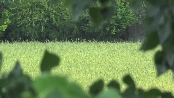 Mirando Lluvia Cayendo Campo Trigo Verde Través Árboles Branches Leave — Vídeo de stock