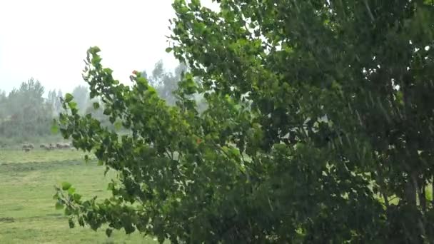 Heavy Rain Trees Moorland Rain Tekutá Voda Formě Kapek Které — Stock video