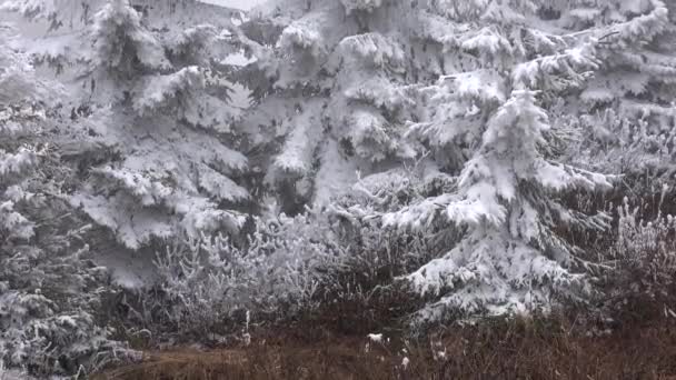 Hoarfrost Ackumulera Tallblad Hoarfrost Ackumuleras Buskar Rimis Bildas När Superkylda — Stockvideo