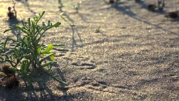 日出时 沙漠沙滩上的小植物 这是一个低矮的 多分枝的小灌木 叶子有一对卵形的 肉质的传单 白色与米黄色的青春期 梨形胶囊 含椭圆形种子 具似疣状突出物 — 图库视频影像