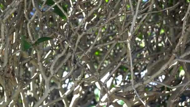 Naturalne Ogrodzenie Tekstura Gałęziami Krzewów Bezduszne Cienkie Gałązki Zaciśnięta Gęsta — Wideo stockowe