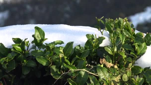 Sněžná Zimní Krajina Černomořské Oblasti Rize Turecko Sníh Plantáži Zeleného — Stock video