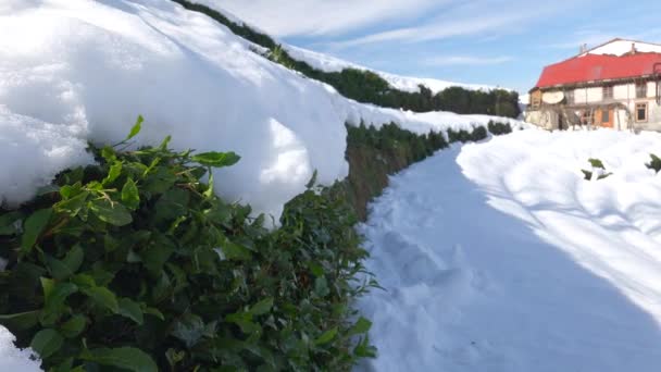 Inverno Nevado Paisagem Região Mar Negro Rize Turquia Neve Plantação — Vídeo de Stock