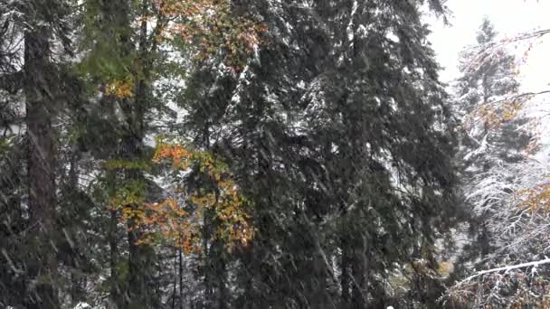 Foglie Autunnali Arancioni Sotto Nevicate Nella Foresta Una Foresta Calma — Video Stock