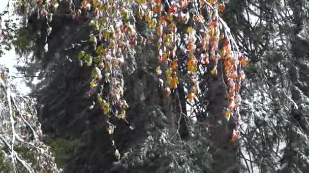 Πορτοκαλί Φύλλα Του Φθινοπώρου Κάτω Από Χιόνι Στο Δάσος Ένα — Αρχείο Βίντεο