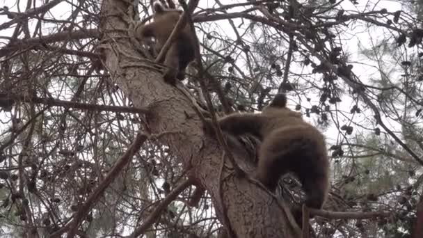 可爱可爱的小熊爬上了树 依偎在木头上的小宝宝 一对两只年轻的棕熊 灰熊的真正的野生动物毛皮 自然野生动物纪录片 食肉动物科迪亚克自由猎食动物镜头掠夺性凶猛的黑色亚洲熊猫4K — 图库视频影像