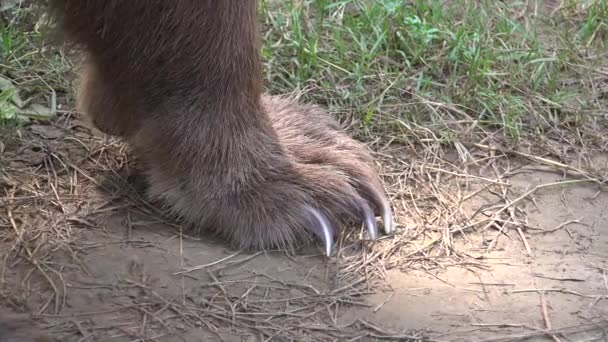 有一只走着的棕熊长指甲的爪 电影4K 真正的野生动物皮毛的棕色灰熊 自然野生动物纪录片 猎食者科迪亚克熊北极熊自由猎食动物镜头掠夺性凶猛的黑褐色亚洲大熊猫灰熊4K — 图库视频影像