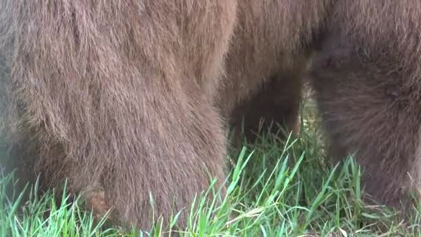 Barna Grizzly Medve Vadon Élő Szőrméi Természetes Vadon Élő Állatok — Stock videók