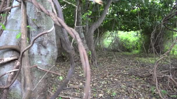 Borostyánfa Fás Törzzsel Fákról Lóg Növények Csomagolva Együtt Curled Moha — Stock videók