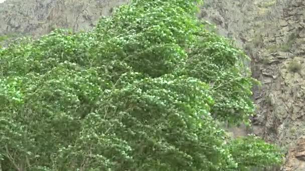 Corti Scoppi Vento Alta Velocità Sono Chiamati Gusts Winds Ciclone — Video Stock