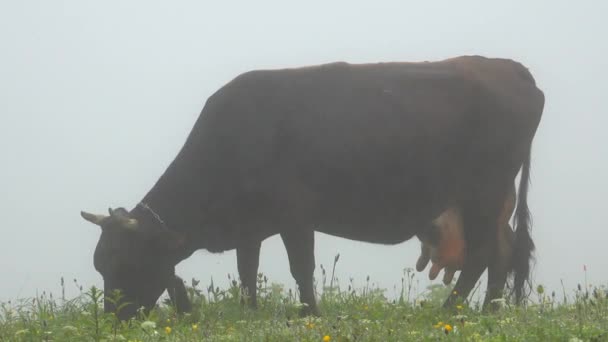 Vaca Pastando Prados Flores Frescas Bajo Niebla Llovizna Mesa Niebla — Vídeos de Stock