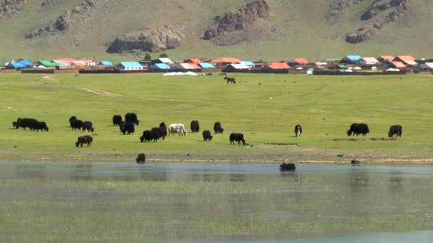 Yak Cattle Crossing River Waters Mongolian Meadows Dzo Vrouwelijke Dzomo — Stockvideo
