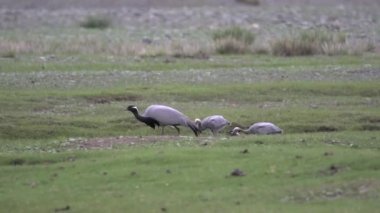 Yeşil çayırlarda böcek yiyen gri turna kuşları. Doğal yaşam ortamı kuşları. Vahşi yaşam hayvanları. Vahşi yaşam, zarif erkek kraliyet erkek ailesi..