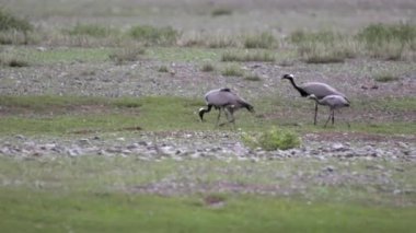 Yeşil çayırlarda böcek yiyen gri turna kuşları. Doğal yaşam ortamı kuşları. Vahşi yaşam hayvanları. Vahşi yaşam, zarif erkek kraliyet erkek ailesi..