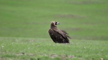 Akbaba doğal ortamında. Keşiş Avrasya Kara Akbabası.Aegypius monachus Accipitridae Raptor Raptor Uçurtmalar Akbaba Akbabalar haberciler fatura lappet suratlı akbabalar vahşi hayvan kuş vahşi yaşam doğa kartal şahin
