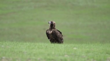 Akbaba doğal ortamında. Keşiş Avrasya Kara Akbabası.Aegypius monachus Accipitridae Raptor Raptor Uçurtmalar Akbaba Akbabalar haberciler fatura lappet suratlı akbabalar vahşi hayvan kuş vahşi yaşam doğa kartal şahin