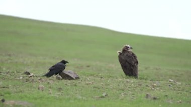 Kuzgun ve Akbaba yan yana. Akbaba doğal ortamında. Kara keşiş Avrasyalı.Raptor Raptors uçurtmaları akbabalar harrier harriers erkek Himalaya Gyps himalayensis tarsus bill lappet suratlı vahşi yaşam akbabaları