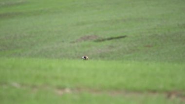 Akbaba doğal ortamında. Keşiş Avrasya Kara Akbabası.Aegypius monachus Accipitridae Raptor Raptor Uçurtmalar Akbaba Akbabalar haberciler fatura lappet suratlı akbabalar vahşi hayvan kuş vahşi yaşam doğa kartal şahin