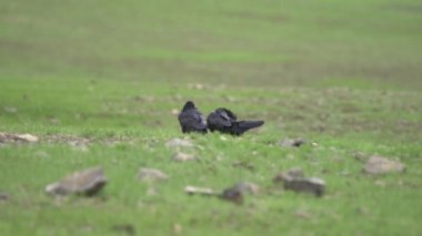 İki Kara Karga Kuşları Yeşil Çayır 'da oturuyorlar. Karga kuş kuşları vahşi doğayı özgürleştiriyor. Kara kara iki çayır çayırı bozkırı bozkır bozkırı bozkır bozkırları bozkır yaylaları.