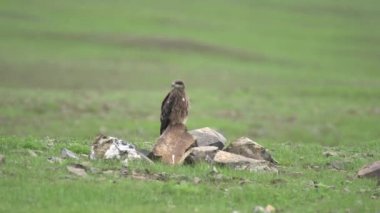 Hawk, Stony Meadow.Harrier Hawk bir yırtıcı kuş. Yaygın akbaba doğal habitatı. Buteo, Circaetus cinereus göz hayvan kuyruğu vahşi doğa belgeseli yalnız bir yırtıcı Raptor uçurtmasını izlerken 4K kuş tüyleri uçuyor.