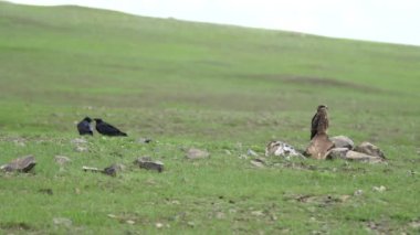 Kuzgun ve Buzzard Yan Yırtıcılar Yırtıcılar Uçurtmalar Akbabalar... Erkek kuş tüyleri taşıyıcılar... Vahşi doğa kuşları... çayır bozkır bozkır bozkır bozkır bozkır bozkırları...