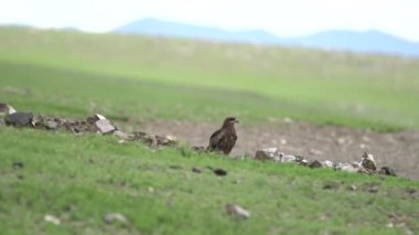 Hawk, Stony Meadow.Harrier Hawk bir yırtıcı kuş. Yaygın akbaba doğal habitatı. Buteo, Circaetus cinereus göz hayvan kuyruğu vahşi doğa belgeseli yalnız bir yırtıcı Raptor uçurtmasını izlerken 4K kuş tüyleri uçuyor.