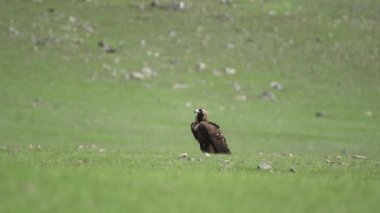 Akbaba doğal ortamında. Keşiş Avrasya Kara Akbabası.Aegypius monachus Accipitridae Raptor Raptor Uçurtmalar Akbaba Akbabalar haberciler fatura lappet suratlı akbabalar vahşi hayvan kuş vahşi yaşam doğa kartal şahin