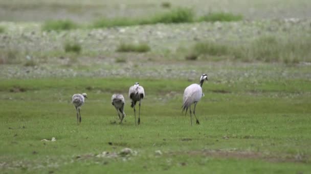 Gray Crane Birds Eating Insects Green Meadows Natuurlijke Omgeving Habitat — Stockvideo